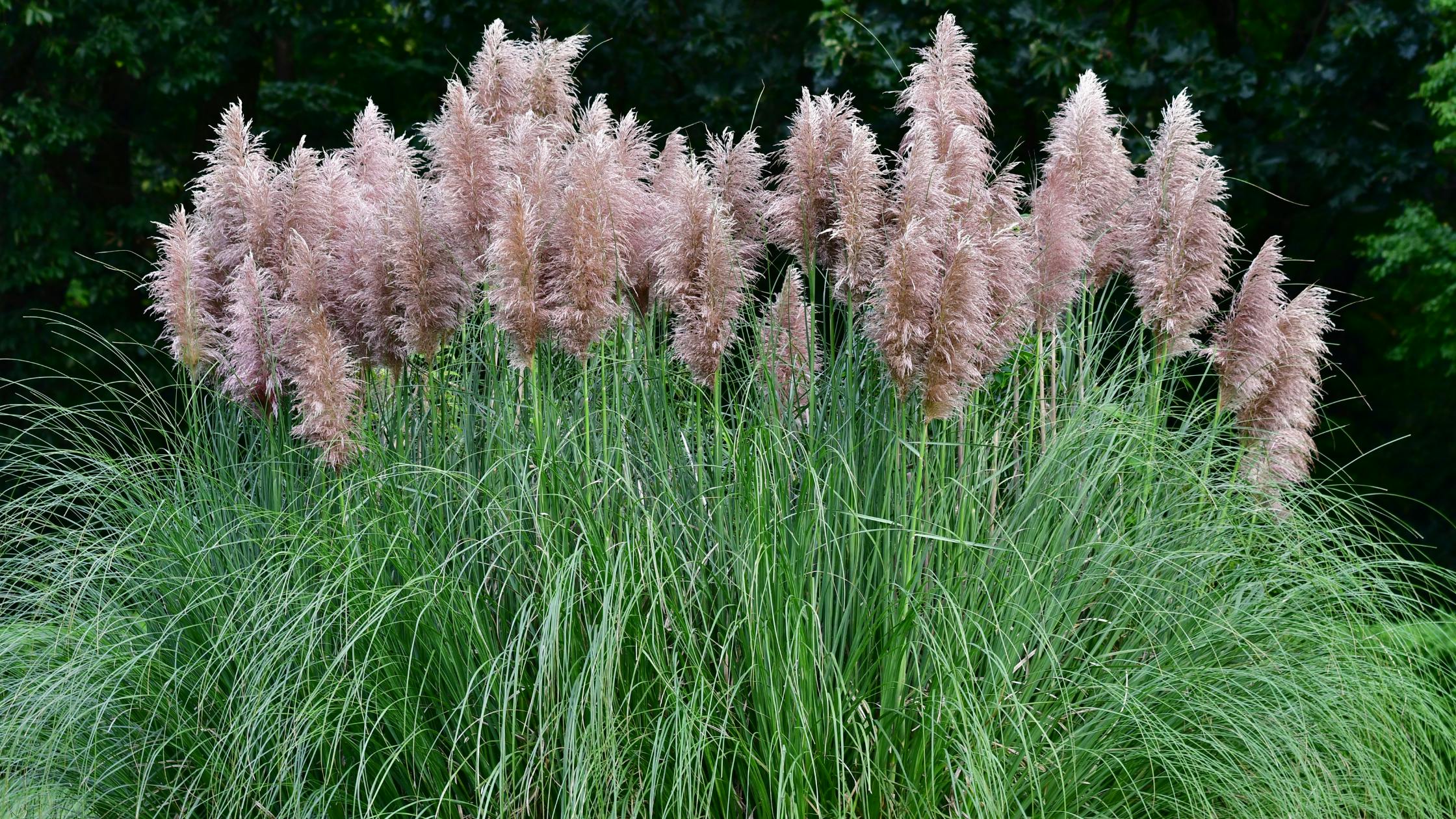 Pamplemousses Botanical Garden, Mauritius